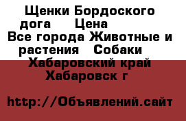 Щенки Бордоского дога.  › Цена ­ 30 000 - Все города Животные и растения » Собаки   . Хабаровский край,Хабаровск г.